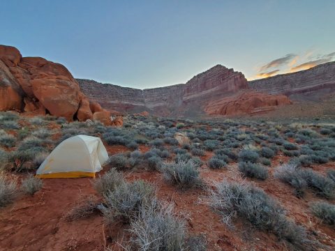 Reflection Canyon vegetation