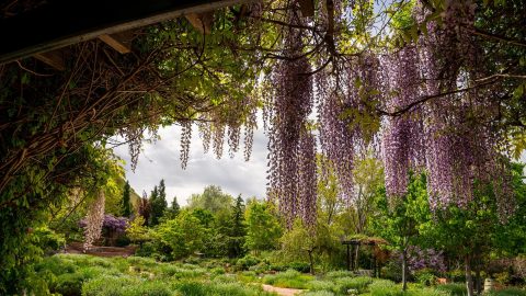 Garden in Red Butte