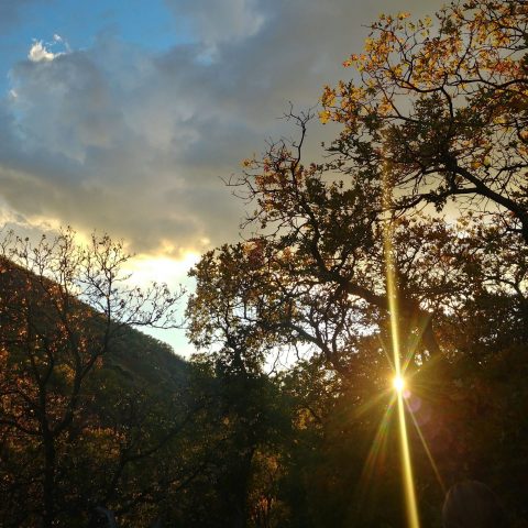 A photo of trees with the sun shining through on a trail in Bountiful, Utah.