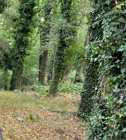 A photo of vine-covered trees in a forest.