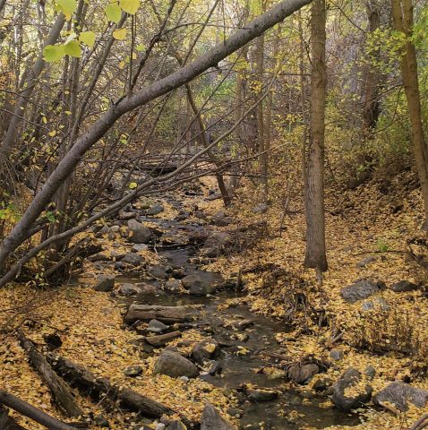 A photo of a forest, with yellow leaves on the ground and a brook in the middle.