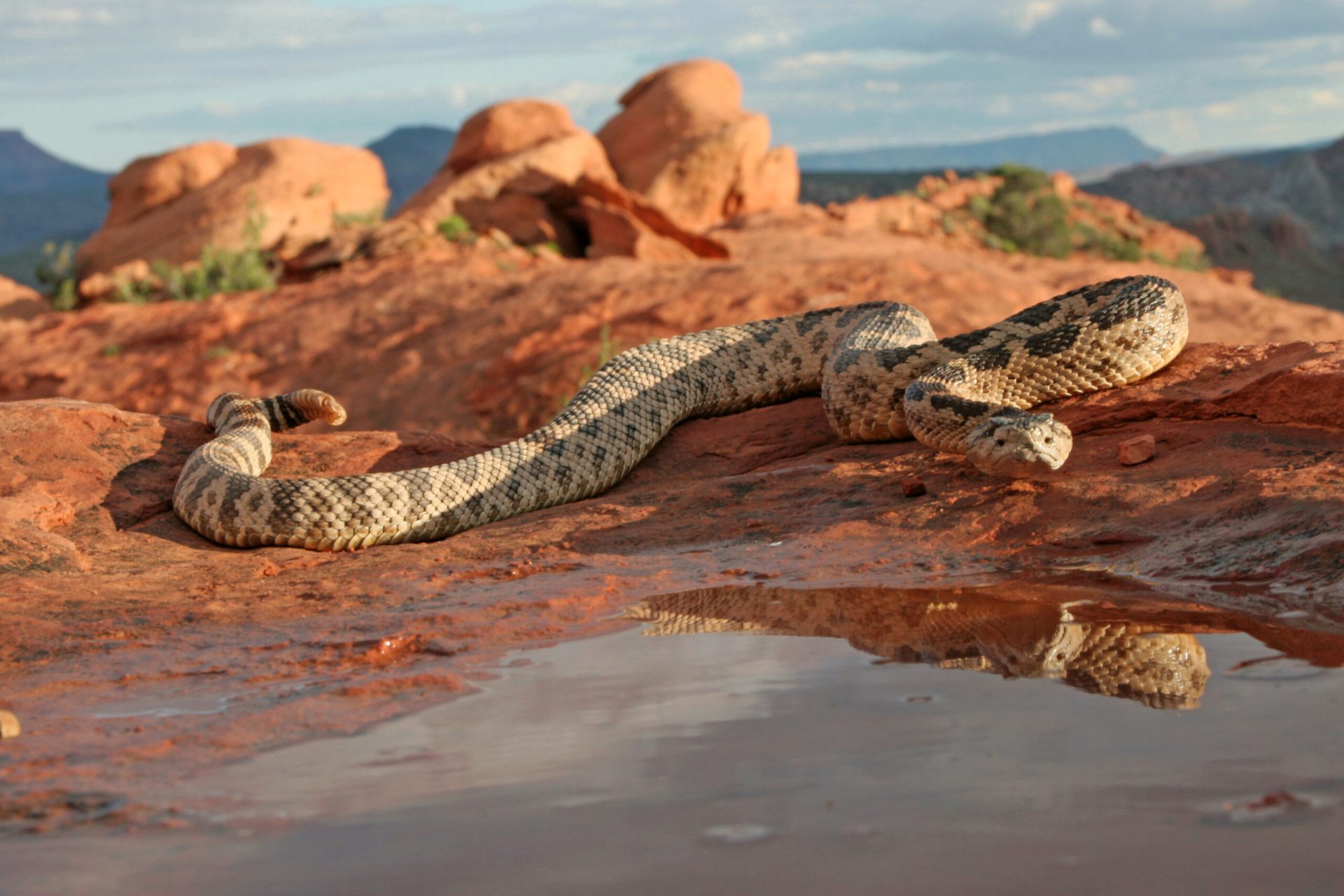 5 Unique Animals Inhabiting the Wasatch Front - Seven Slopes