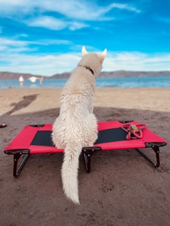 Bear Lake, Utah Dog-friendly Beach