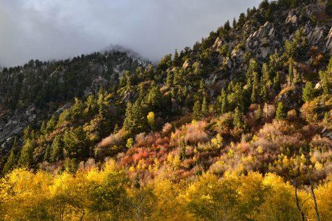 Albion Basin Campgound Views