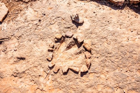 Dinosaur Track in Kanab, Utah.